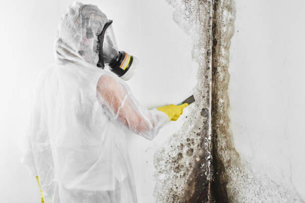 Best Mold Testing and Inspection Services in Cooper City, FL