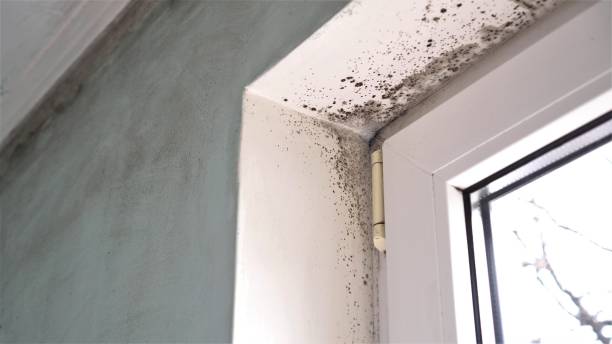 Cooper City, FL Mold Remediation Company