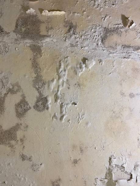 Cooper City, FL Mold Remediation Company